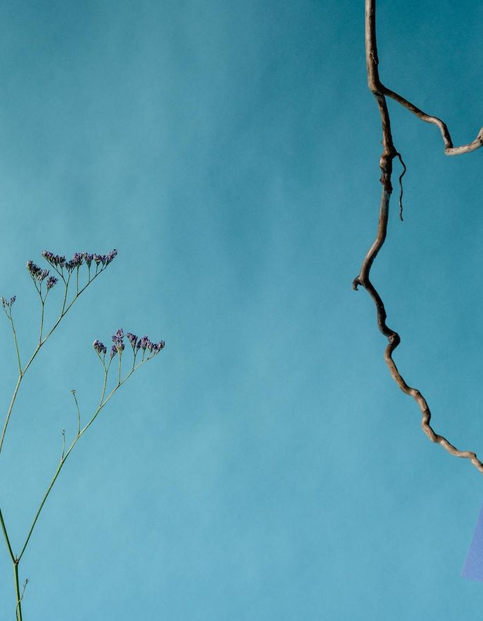 Abstract herbal composition with deep blue background